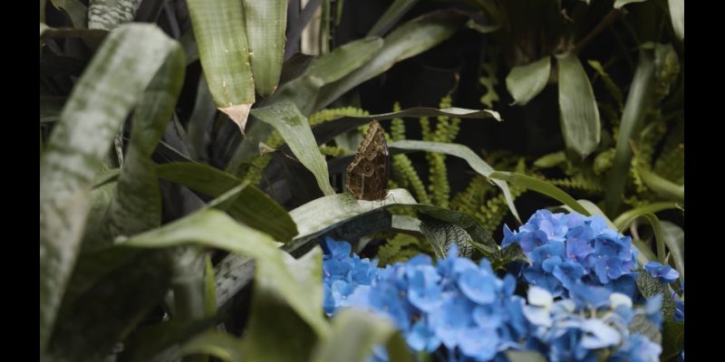 Vidéo de présentation