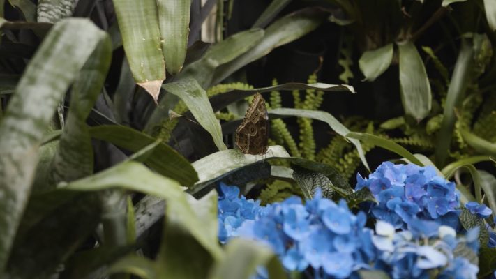 Vidéo de présentation Insectarium un musée d'Espace pour la vie - présentation